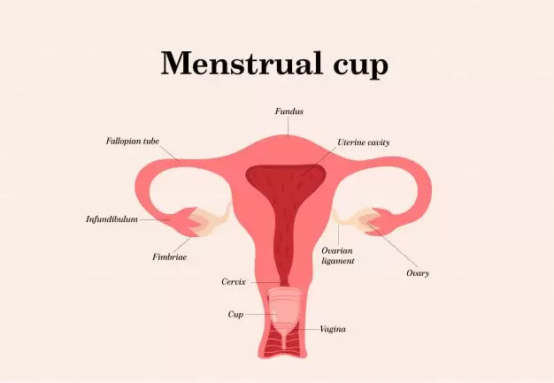 Medium + Large Menstrual Cup